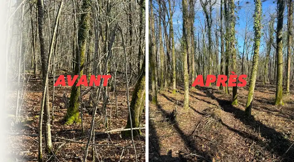 Entretien, nettoyage parcelles forestières - Scierie Meillat